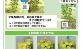 露地葡萄密植栽培技术 葡萄的栽培技术