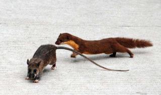 一个星期大的老鼠生命力有多强 老鼠寿命多少年
